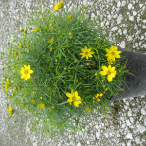 Zagreb Tickseed (Coreopsis verticillata 'Zagreb') - QT
