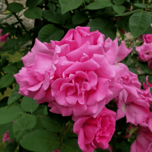 Zephirine Drouhin Climbing Rose (Rosa CL 'Zephirine Drouhin') - 2 gallon