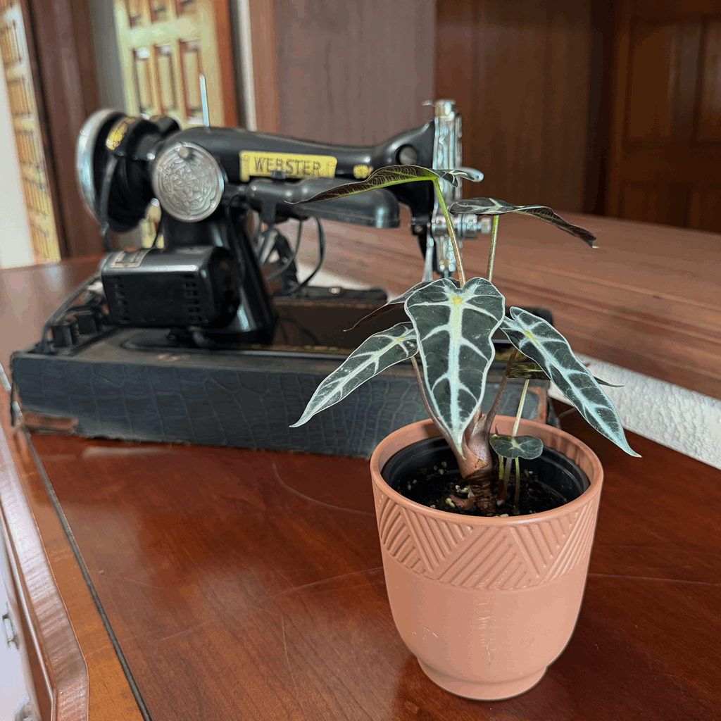 Alocasia Bambino (Alocasia Amazonica 'Bambino') - 4 Inch Indoor Houseplant - Image 3