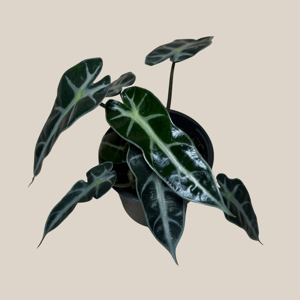 Alocasia Bambino (Alocasia Amazonica 'Bambino') - 4 Inch Indoor Houseplant - Image 4
