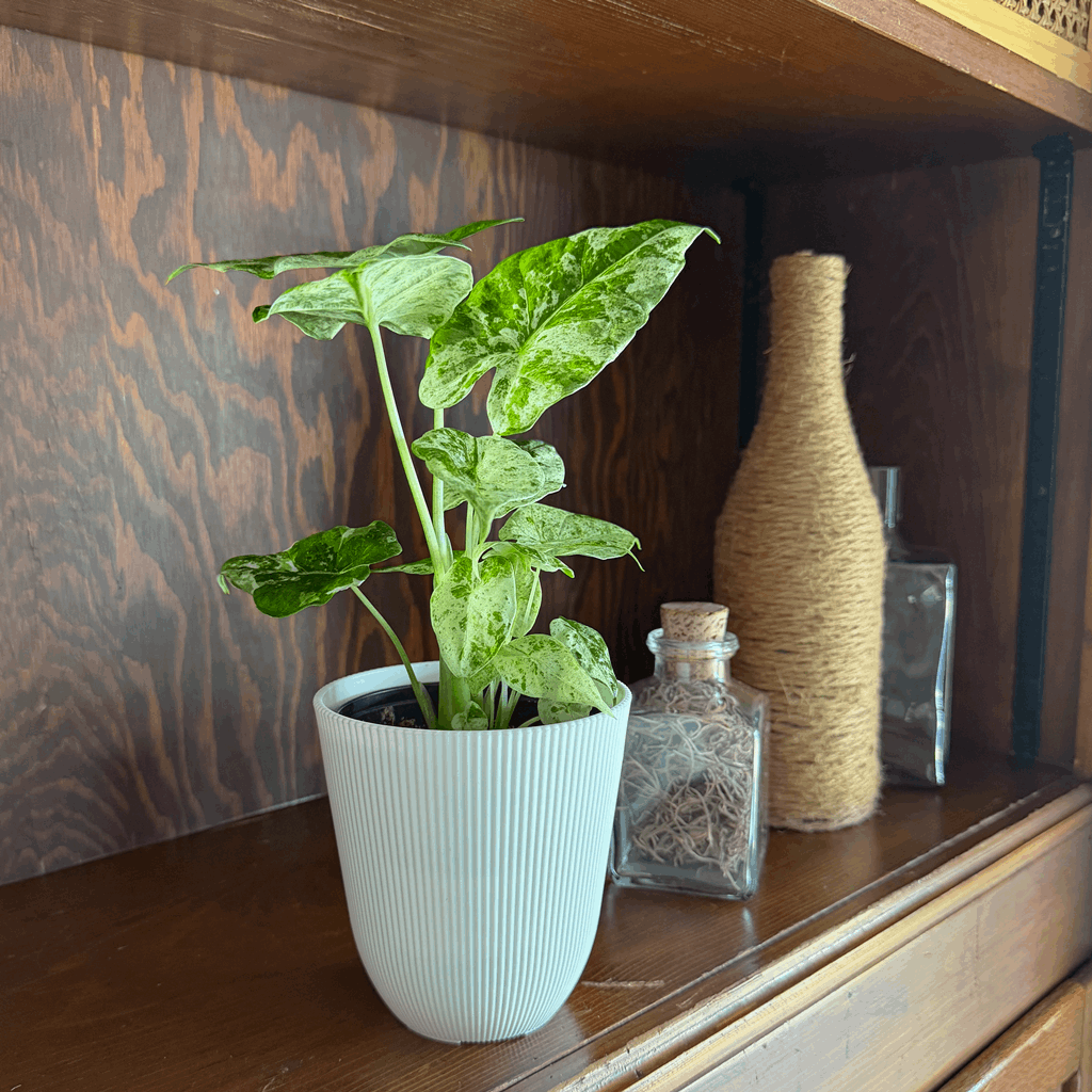 Alocasia Blizzard (Alocasia Odora 'Batik Blizzard') - 4 Inch Indoor Houseplant - Image 2