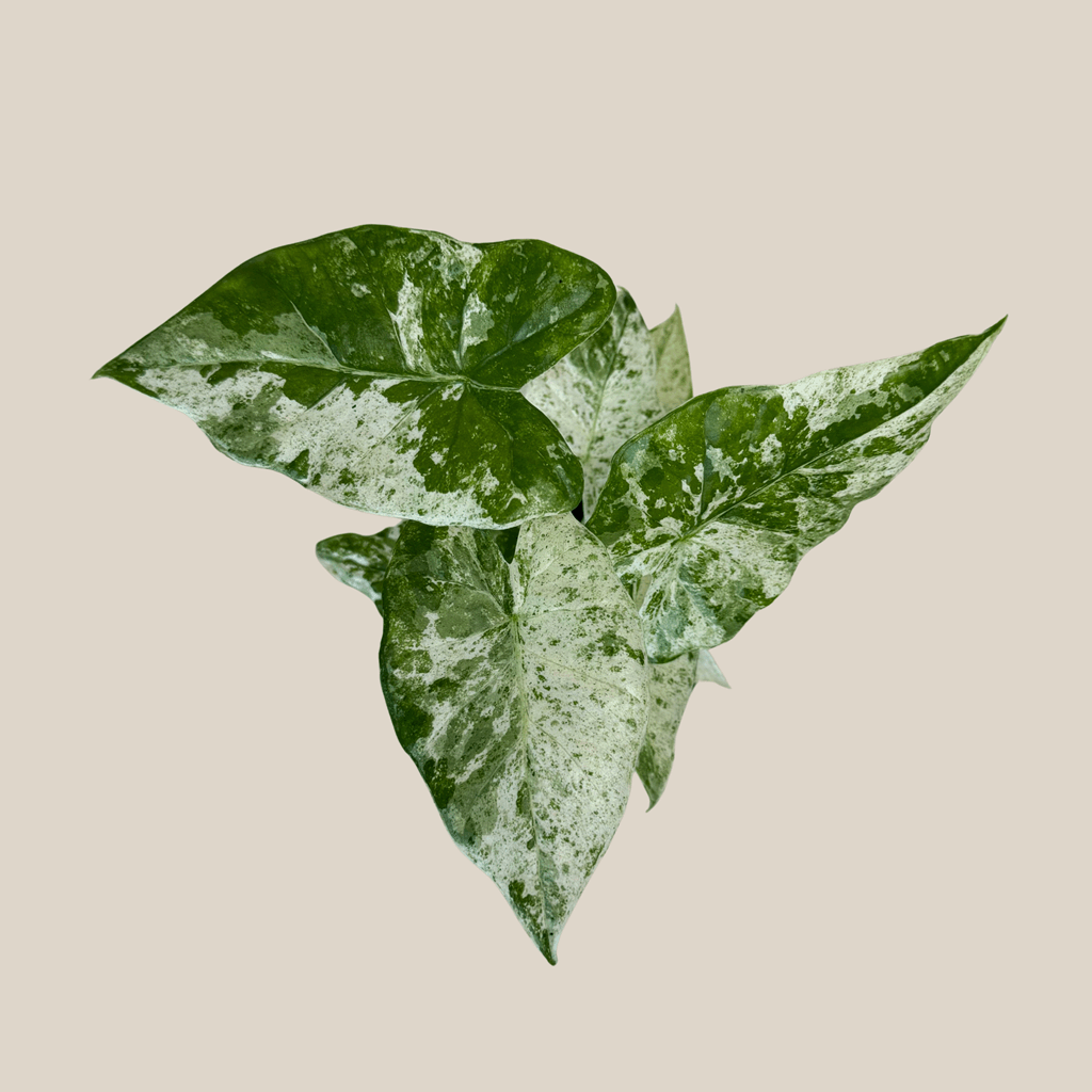Alocasia Blizzard (Alocasia Odora 'Batik Blizzard') - 4 Inch Indoor Houseplant - Image 4