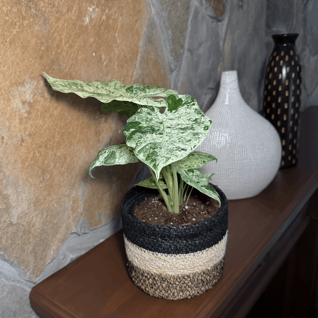 Alocasia Blizzard (Alocasia Odora 'Batik Blizzard') - 6 Inch Indoor Houseplant - Image 2