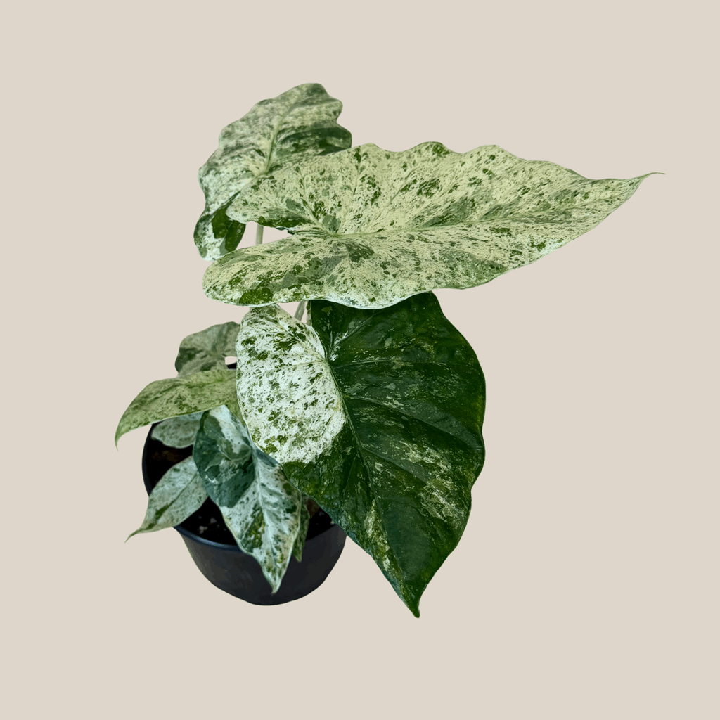 Alocasia Blizzard (Alocasia Odora 'Batik Blizzard') - 6 Inch Indoor Houseplant - Image 4