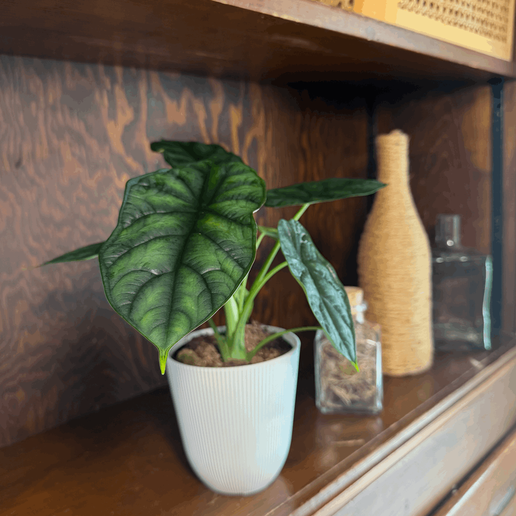 Alocasia Dragon Scale (Alocasia Baginda 'Dragon Scale') - 4 Inch Indoor Houseplant - Image 2