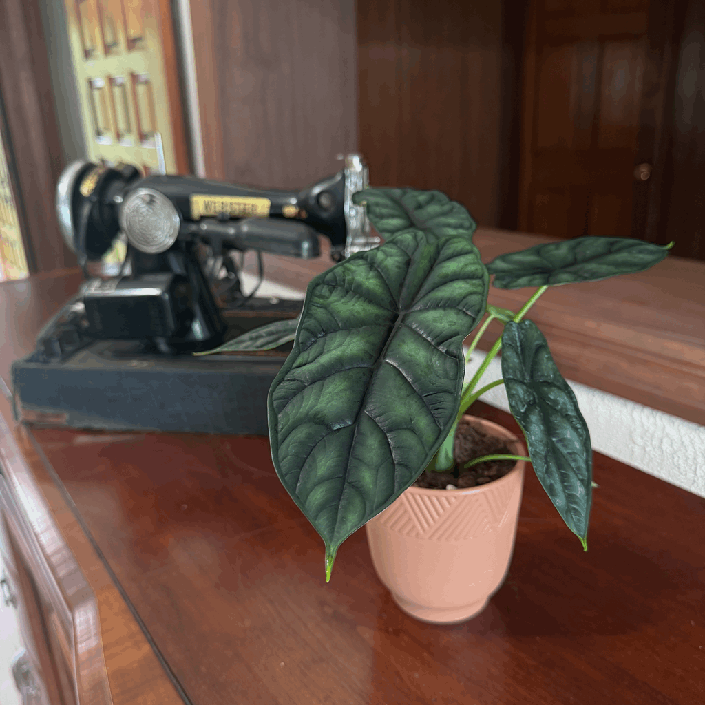 Alocasia Dragon Scale (Alocasia Baginda 'Dragon Scale') - 4 Inch Indoor Houseplant - Image 3