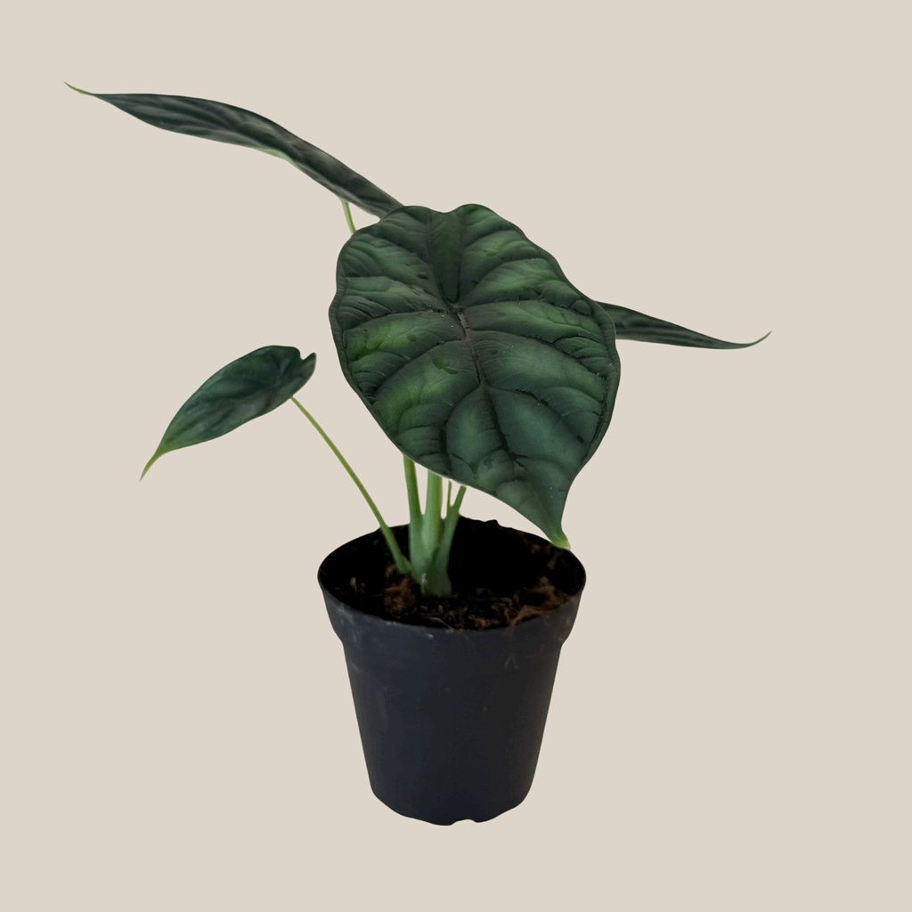 Alocasia Dragon Scale (Alocasia Baginda 'Dragon Scale') - 4 Inch Indoor Houseplant - Image 4