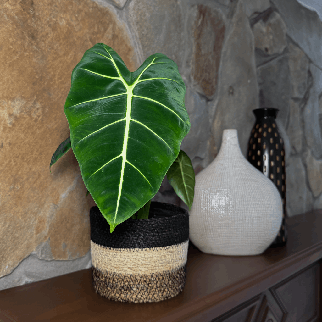 Alocasia Frydek (Alocasia Micholitziana 'Frydek') - 6 Inch Indoor Houseplant - Image 2