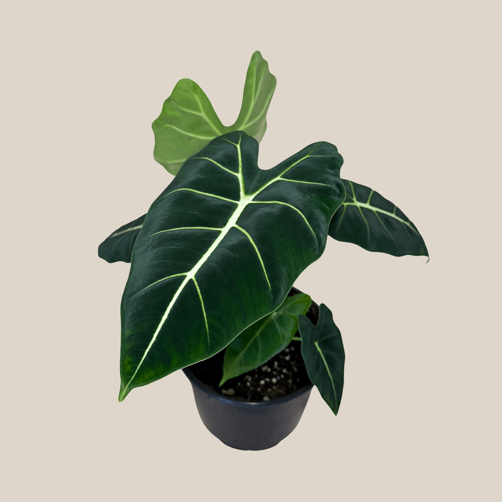 Alocasia Frydek (Alocasia Micholitziana 'Frydek') - 6 Inch Indoor Houseplant - Image 4