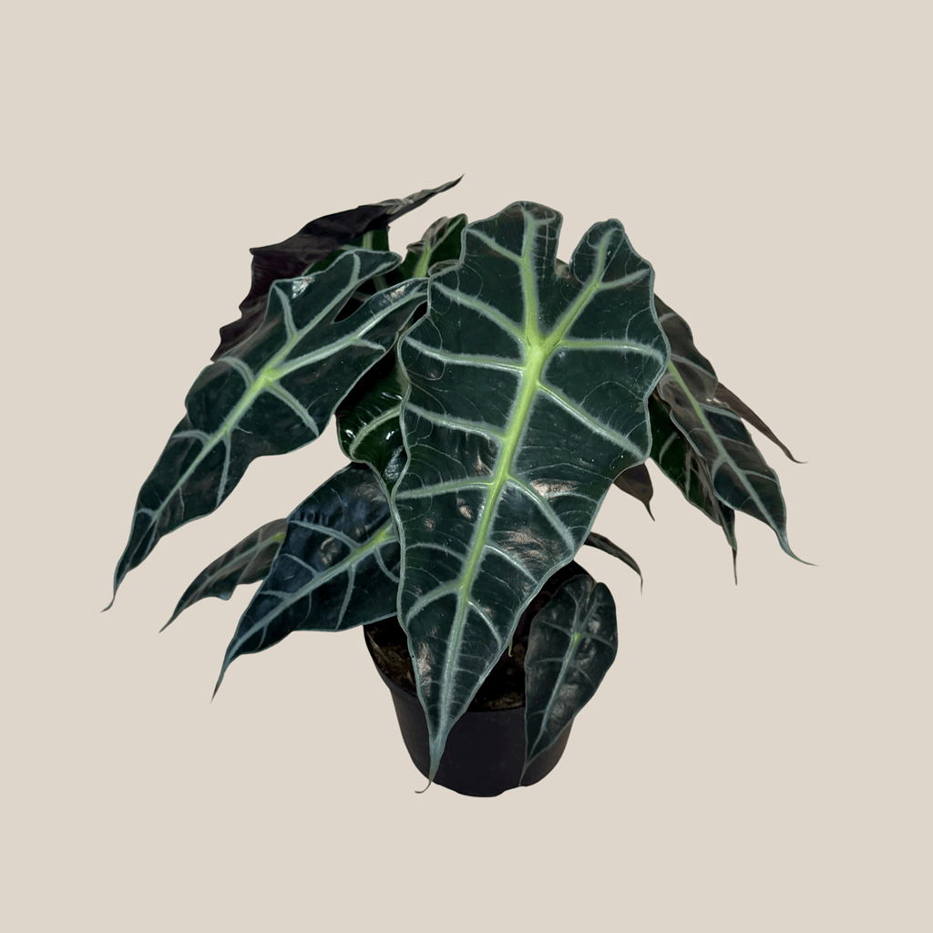Alocasia Polly (Alocasia x Amazonica 'Polly') - 6 Inch Indoor Houseplant - Image 4