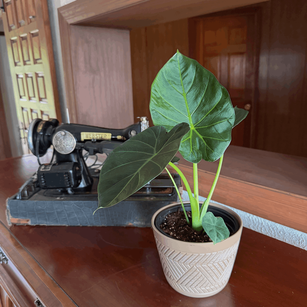 Alocasia Regal Shield (Alocasia Odora x Alocasia Reginula) - 6 Inch Indoor Houseplant - Image 3
