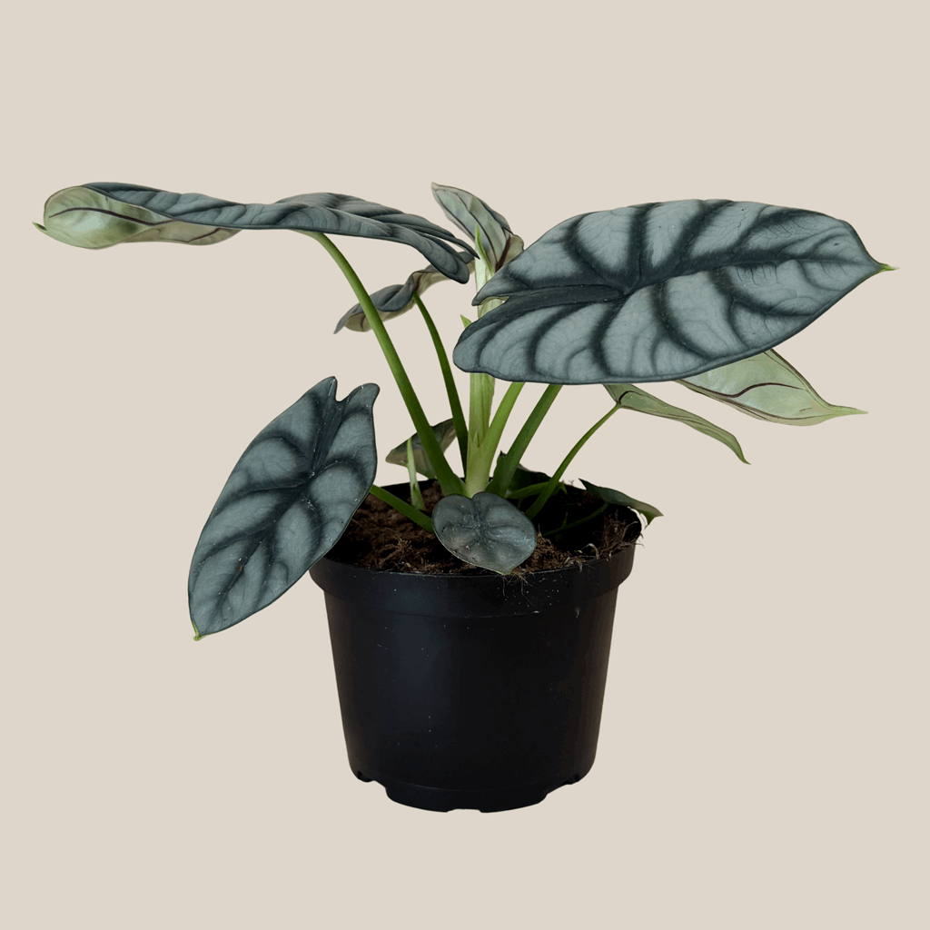 Alocasia Silver Dragon (Alocasia Baginda 'Silver Dragon') - 6 Inch Indoor Houseplant - Image 4
