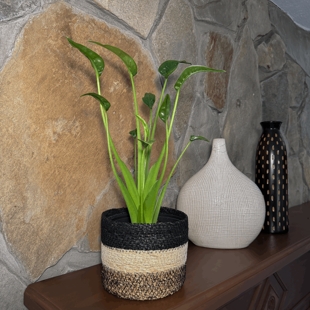 Alocasia Tiny Dancer (Alocasia Brisbanensis x Alocasia Odora 'Tiny Dancer') - 6 Inch Indoor Houseplant - Image 2