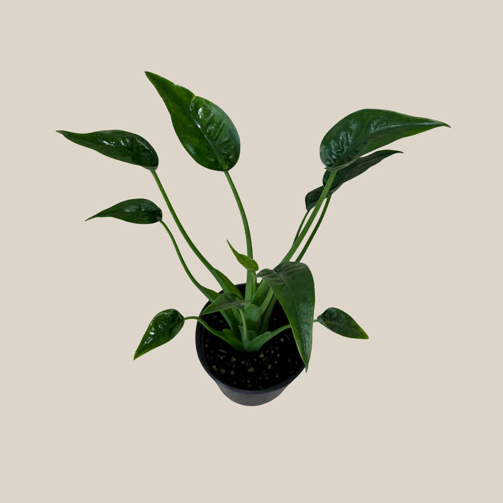 Alocasia Tiny Dancer (Alocasia Brisbanensis x Alocasia Odora 'Tiny Dancer') - 6 Inch Indoor Houseplant - Image 4