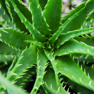 Aloe Hedgehog (Aloe humilis 'Hedgehog') - 1 gallon