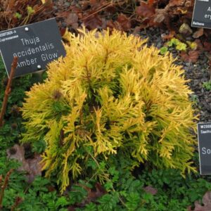 Amber Glow Miniature Eastern Arborvitae (Thuja occidentalis 'Amber Glow') - QT