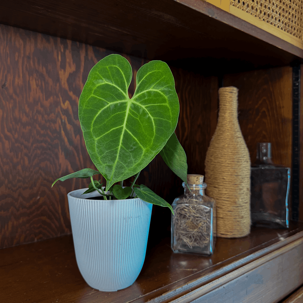 Anthurium Clarinervium Hybrid - 4 Inch Indoor Houseplant - Image 2