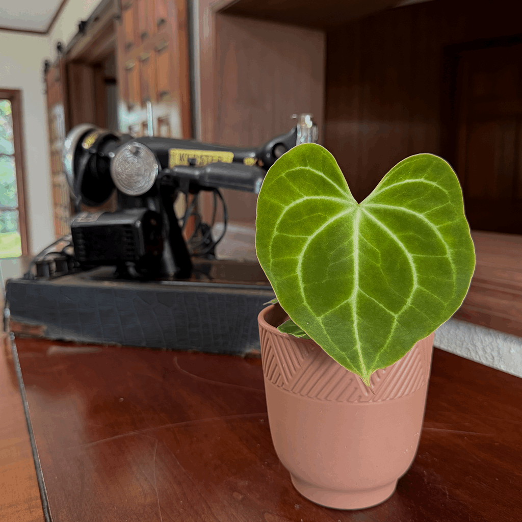 Anthurium Clarinervium Hybrid - 4 Inch Indoor Houseplant - Image 3