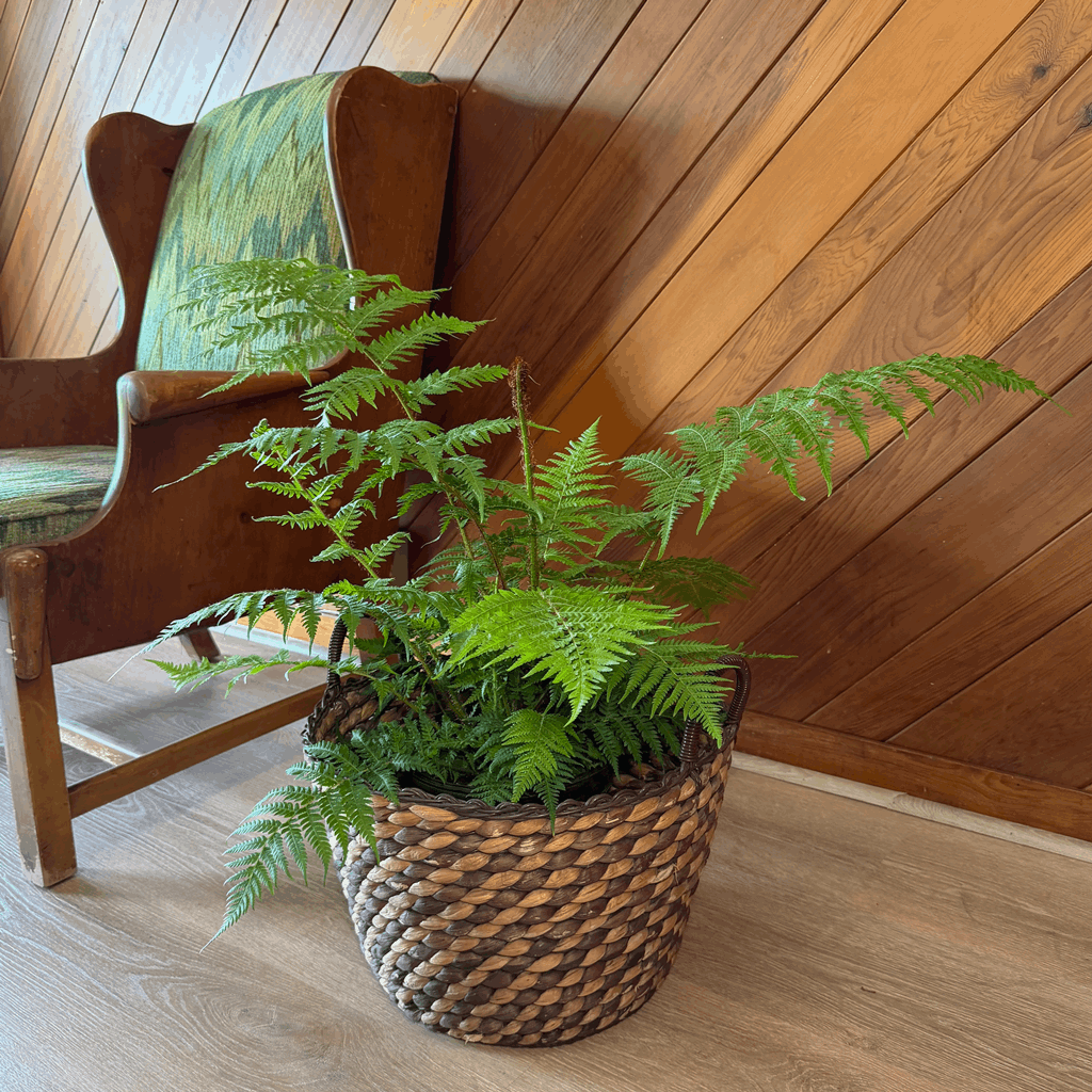 Australian Tree Fern (Cyathea Cooperi) - 8 Inch Indoor Houseplant - Image 3