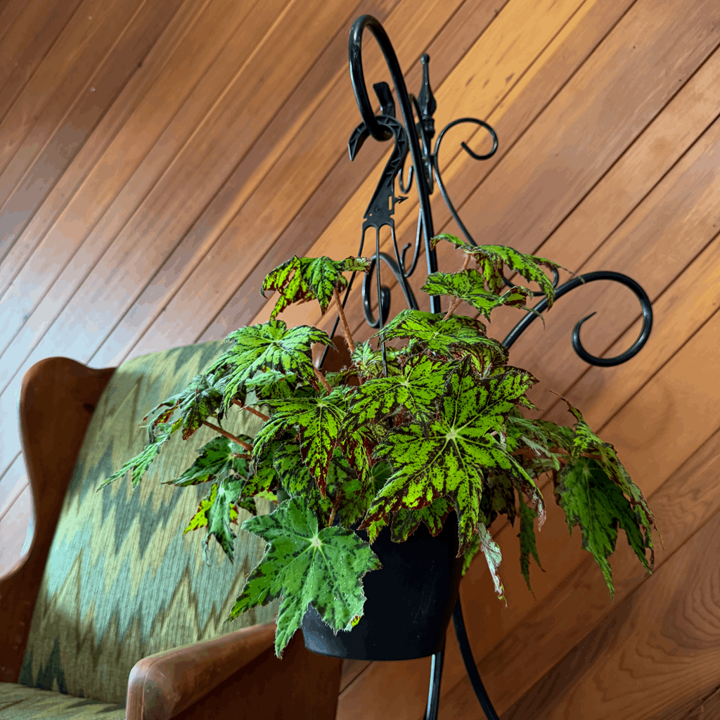 Begonia Geometry Hanging Basket (Begonia Rex-Cultorum 'Geometry') - 8 Inch Indoor Houseplant - Image 2