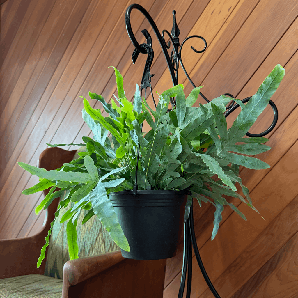 Blue Star Footed Fern Hanging Basket (Phlebodium Aureum) - 8 Inch Indoor Houseplant - Image 2