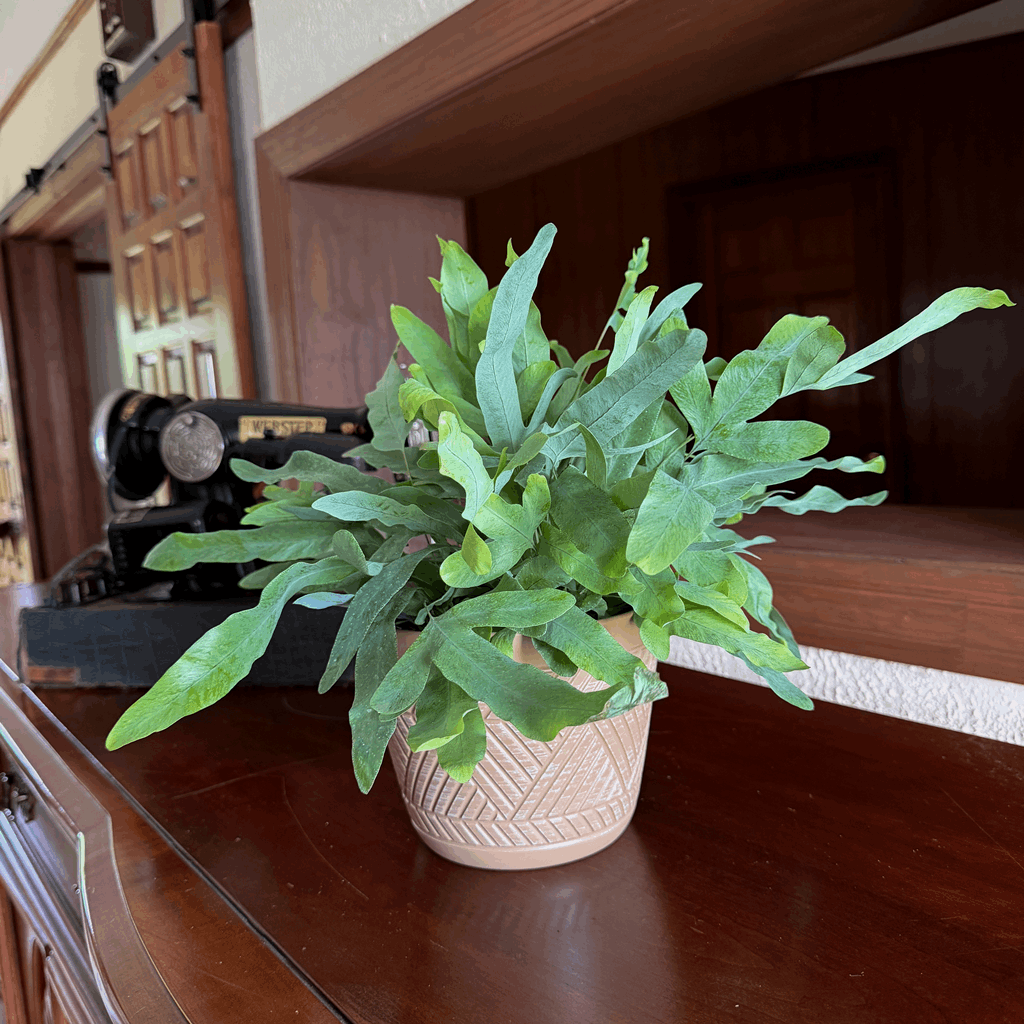 Blue Star Footed Fern (Phlebodium Aureum 'Blue Star) - 6 Inch Indoor Houseplant - Image 3