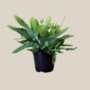 Blue Star Footed Fern (Phlebodium Aureum 'Blue Star) - 6 Inch Indoor Houseplant