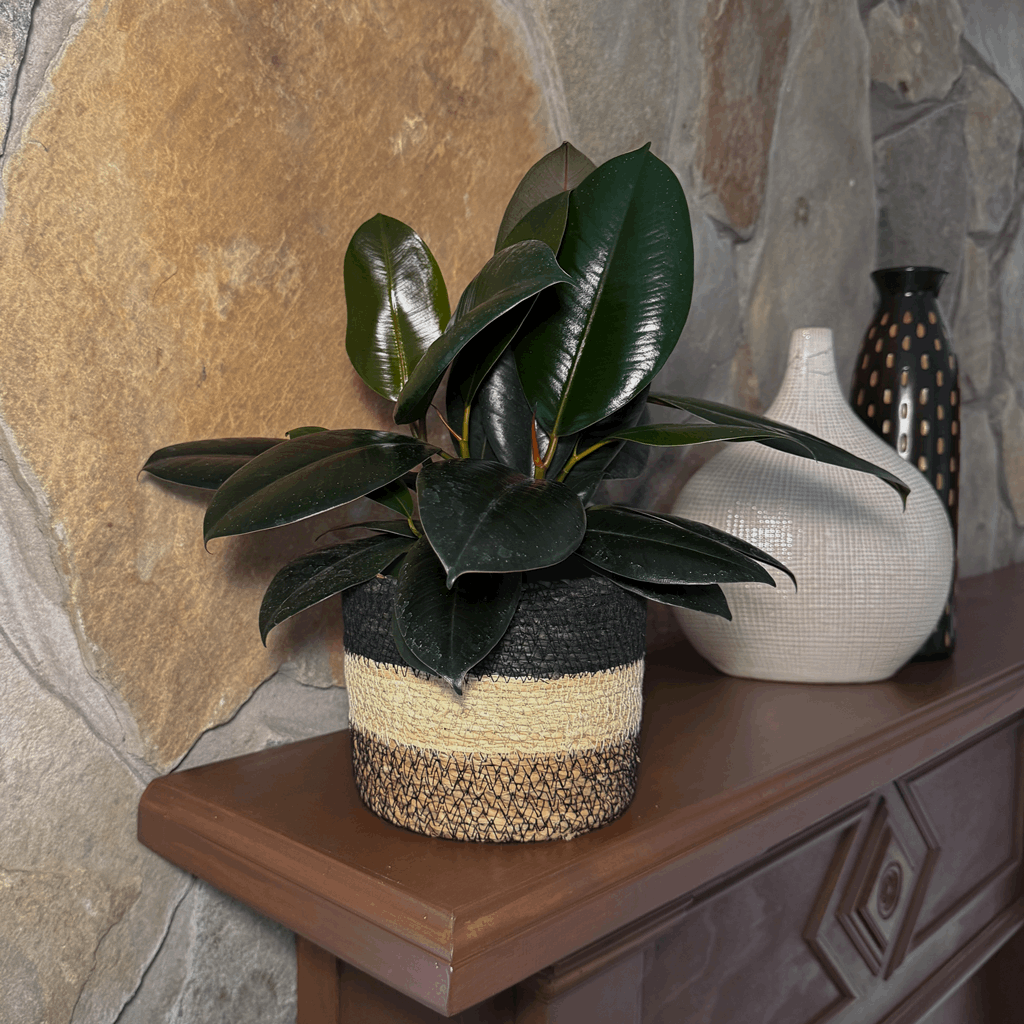 Burgundy Rubber Plant (Ficus Elastica 'Burgundy') - 6 Inch Indoor Houseplant - Image 2