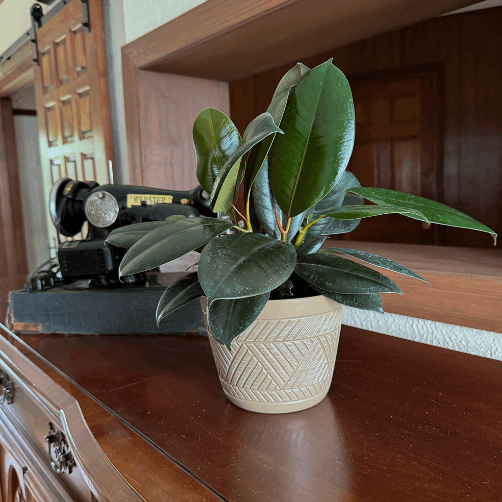 Burgundy Rubber Plant (Ficus Elastica 'Burgundy') - 6 Inch Indoor Houseplant - Image 3