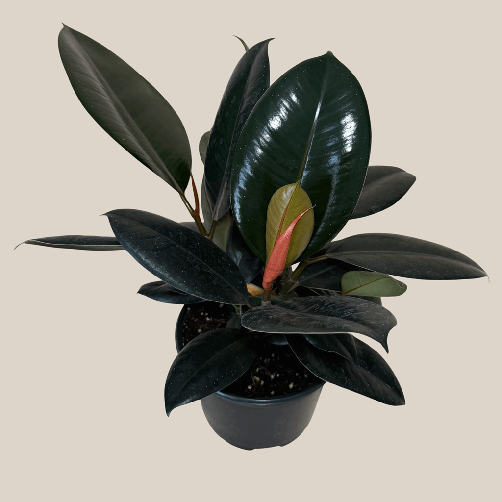 Burgundy Rubber Plant (Ficus Elastica 'Burgundy') - 6 Inch Indoor Houseplant - Image 4