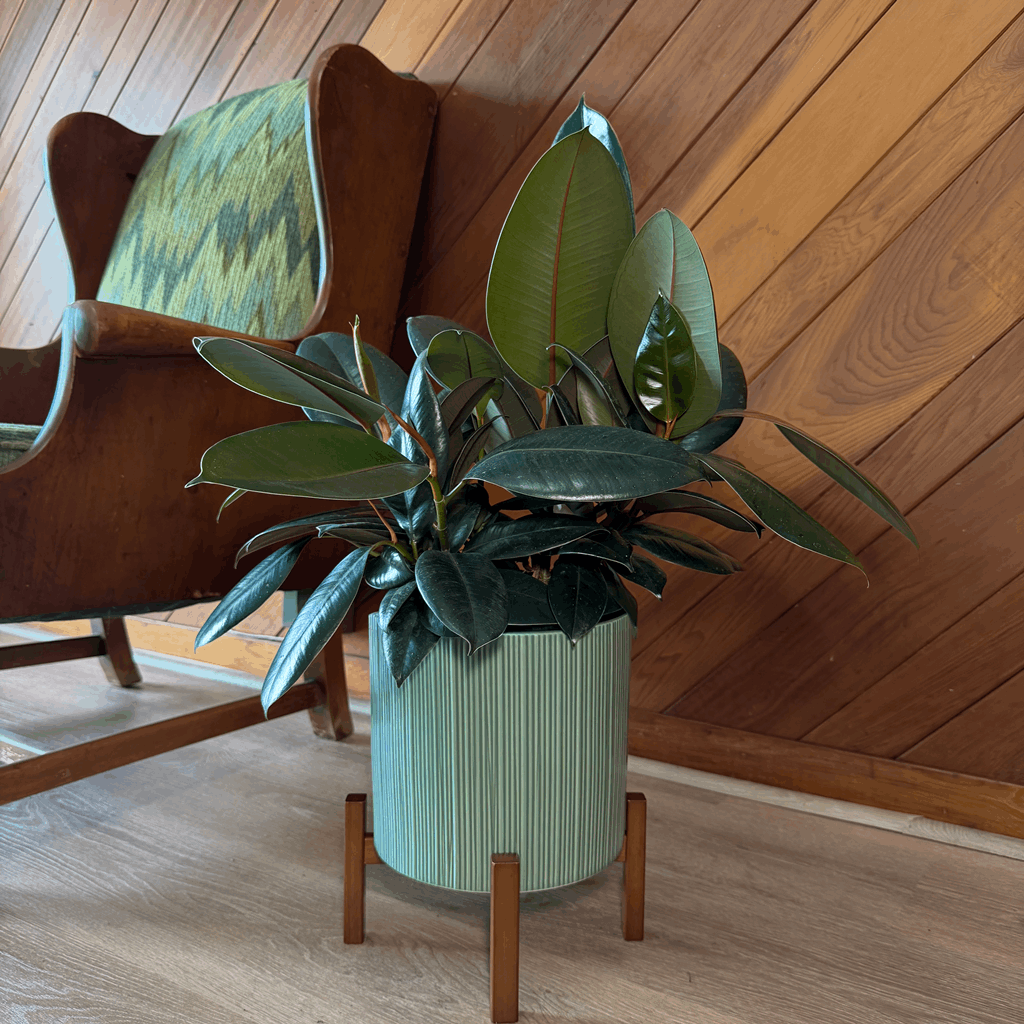 Burgundy Rubber Plant (Ficus Elastica 'Burgundy') - 8 Inch Indoor Houseplant - Image 2