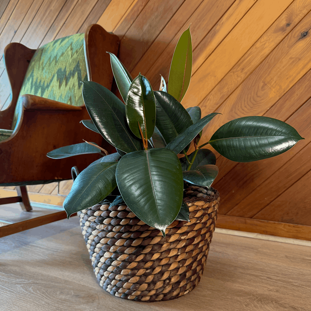 Burgundy Rubber Plant (Ficus Elastica 'Burgundy') - 8 Inch Indoor Houseplant - Image 3