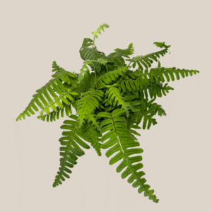 E.T. Footed Fern (Polypodium Formosanum 'Cristatum') - 6 Inch Indoor Houseplant
