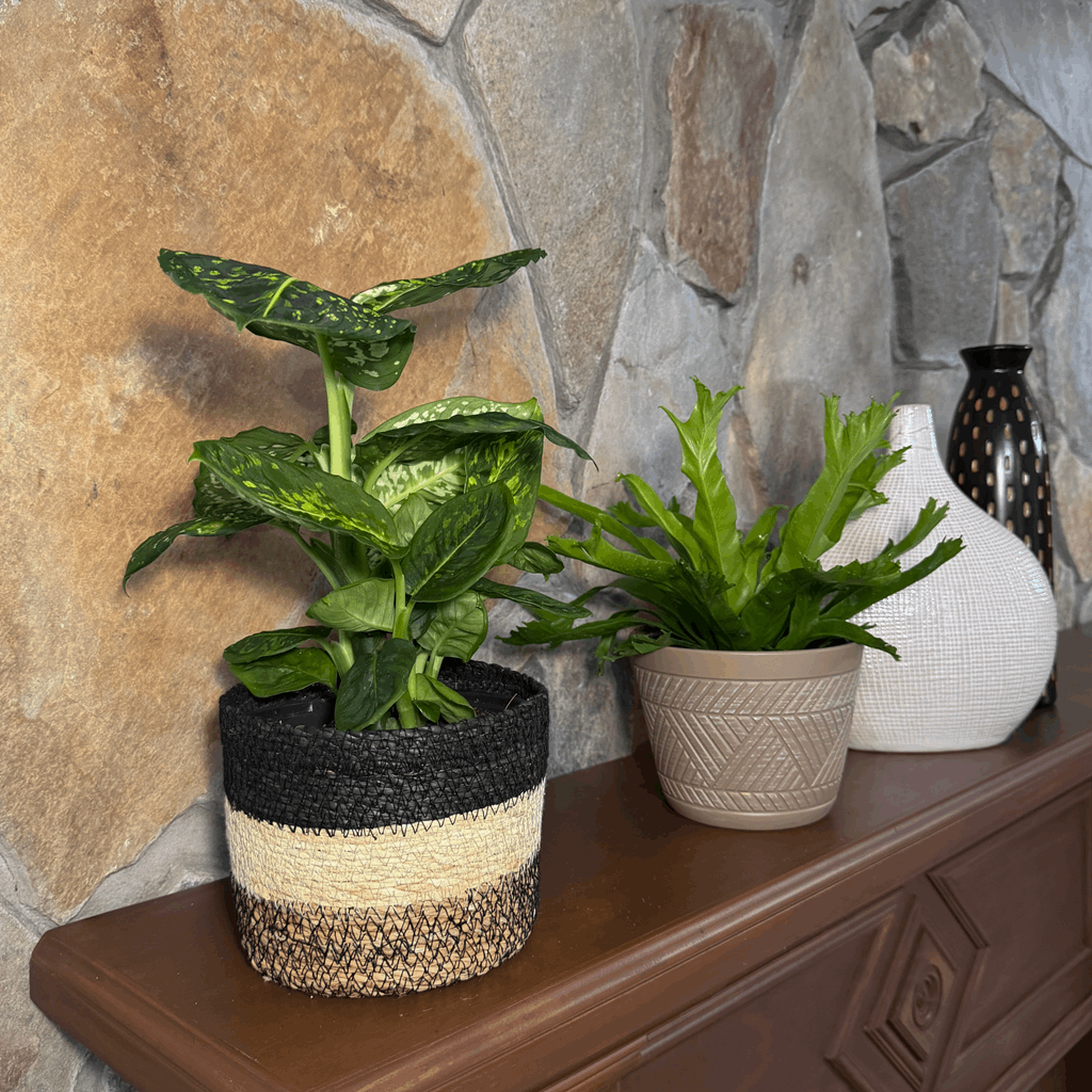 Fern & Foliage Mystery Houseplant 2 Pack - 6 Inch Indoor Houseplants - Image 2