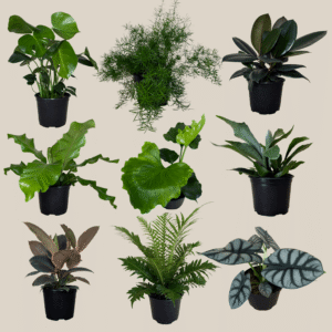 Fern & Foliage Mystery Houseplant 4 Pack - 6 Inch Indoor Houseplants