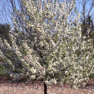 Sweet Sugar Tyme® Crabapple (MALUS SWEET SUGAR TYME) - 3 gallon TREE