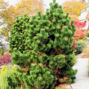 Thunderhead Japanese Black Pine (Pinus thunbergii 'Thunderhead') - 1 gallon