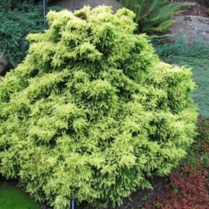 Twinkle Toes Dwarf Japanese Cedar (Cryptomeria japonica ‘Twinkle Toes’
) - QT