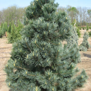 Vanderwolf's Pyramid Limber Pine (Pinus flexilis 'Vanderwolf's Pyramid') - 1 gallon