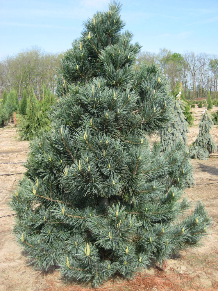 Vanderwolf's Pyramid Limber Pine (Pinus flexilis 'Vanderwolf's Pyramid') - 1 gallon