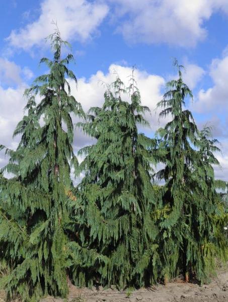 Weeping Blue Alaskan Cedar (Chamaecyparis nootkatensis 'Glauca Pendula’) - 1 gallon