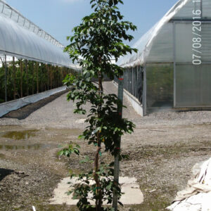Weeping Japanese Snowbell (Styrax japonicus 'Pendula') - 3 gallon