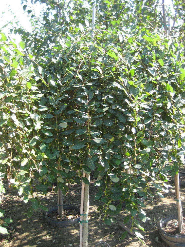Weeping Pussy Willow (Salix caprea 'Pendula') - 1 gallon