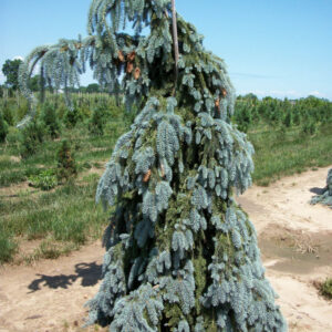 Weeping White Spruce (Picea glauca 'Pendula') - 1 gallon