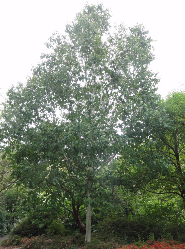 Whitebarked Himalayan Birch (Betula utilis var. jacquemontii) - 3 gallon 48"